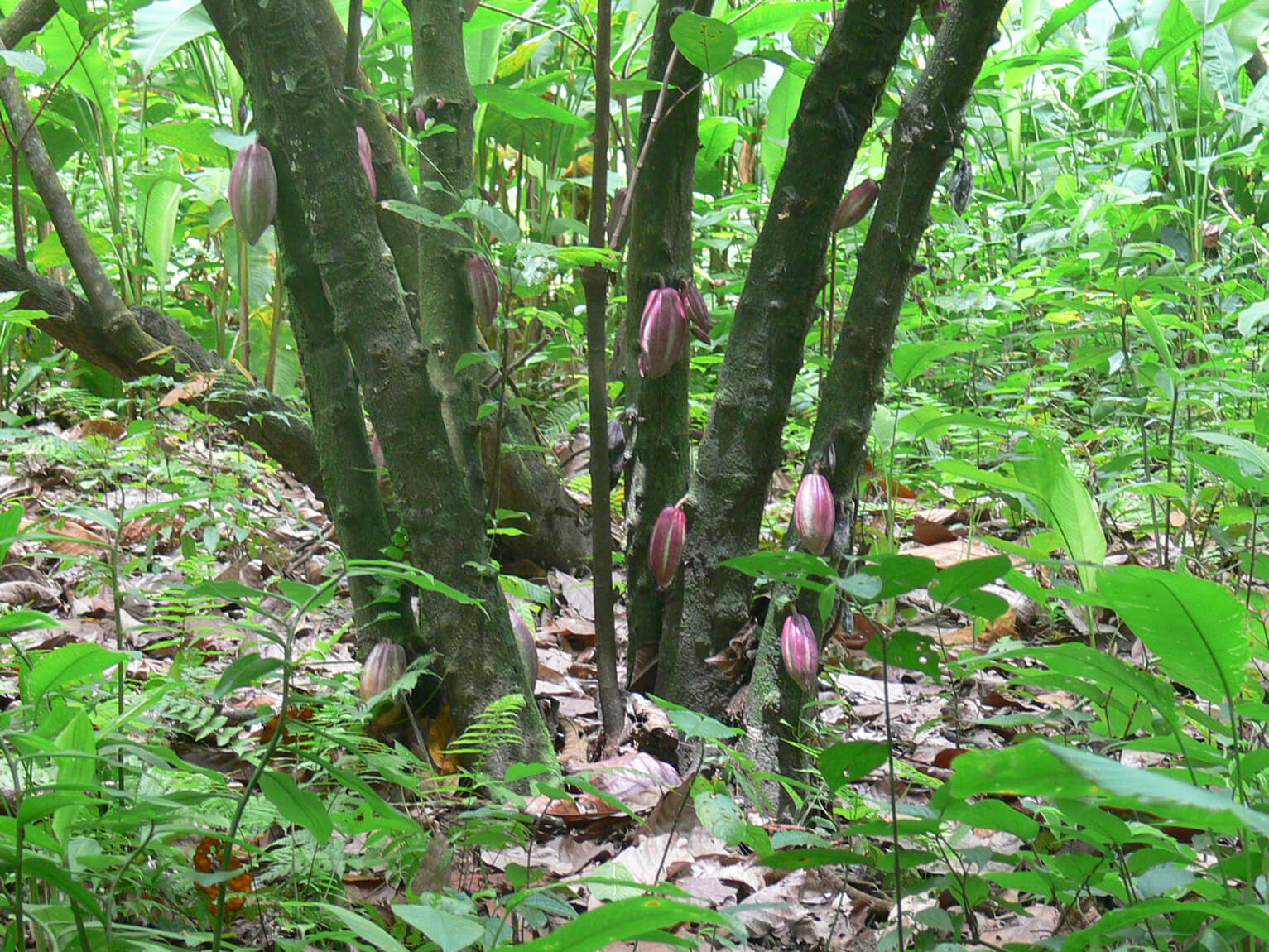&Aacute;rbol de Cacao