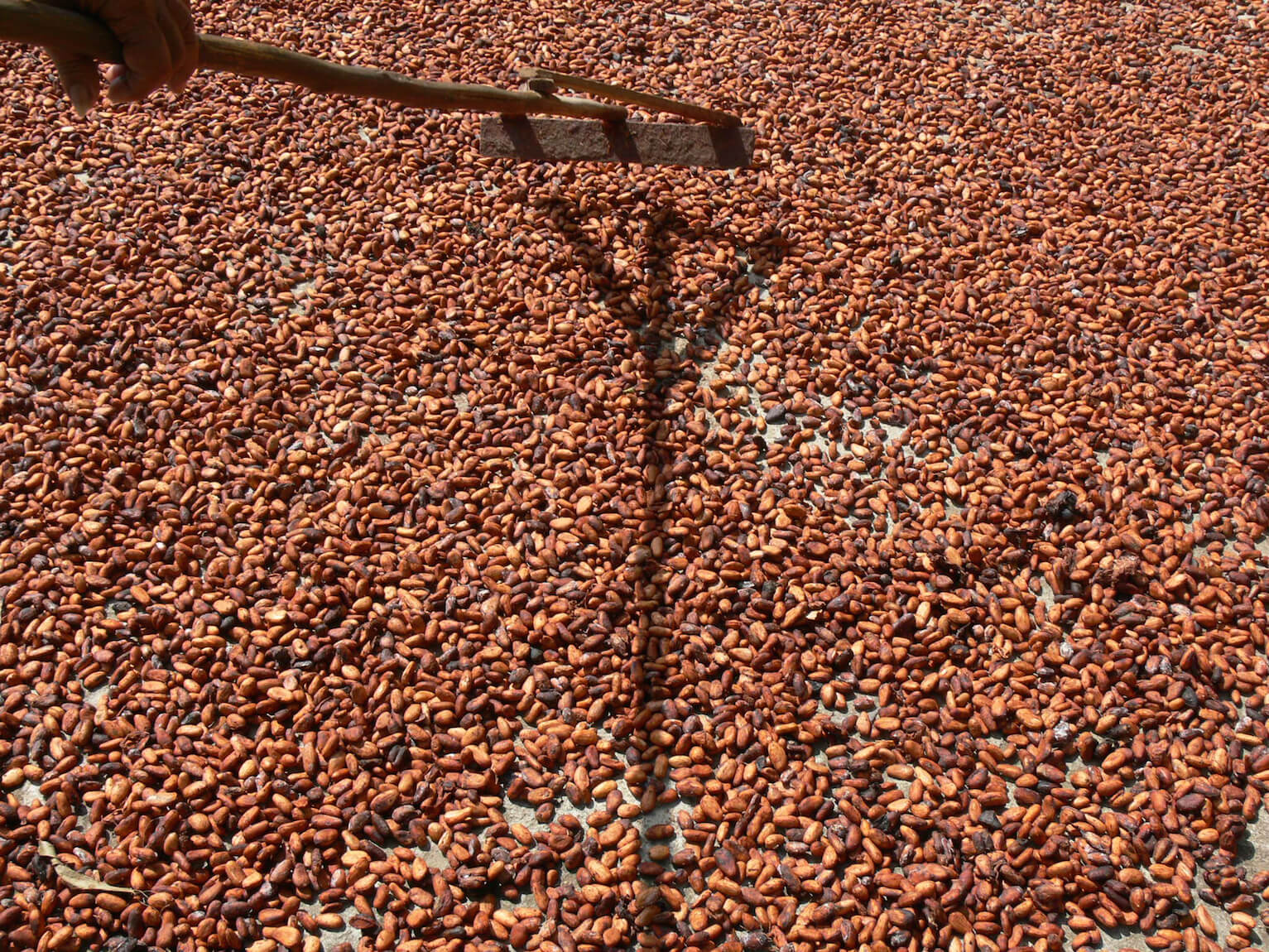 
		
	
	
		
			
				
					Secado de la almendra del Cacao 
				
			
		