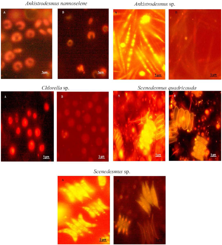 Microfotograf&iacute;a con epifluorescencia
de cinco especies de microalgas oleaginosas amaz&oacute;nicas