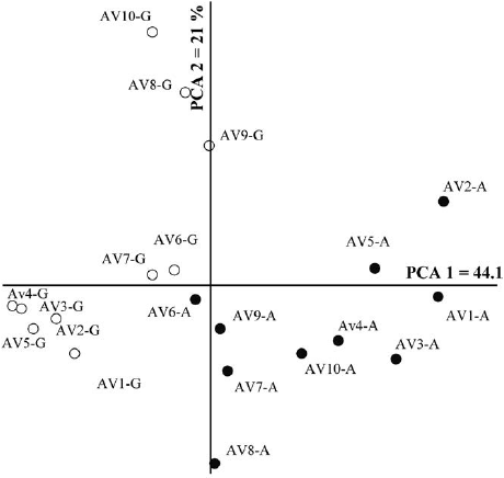 Principal component analysis (PCA) of
soil chemical attributes and leaf nutrient concentrations of  A. shaueriana  (AV), from studied mangrove areas of
Antonina (A) and Guaratuba (G), State of Paran&aacute;, Southern Brazil