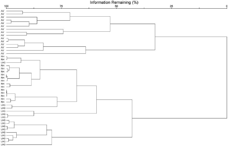 Cluster analysis for mangrove areas of
Antonina, State of Paran&aacute;, Southern Brazil. AV &ndash;  A. shaueriana ; RH&ndash; R. mangle ; LAG &ndash;  L. racemosa