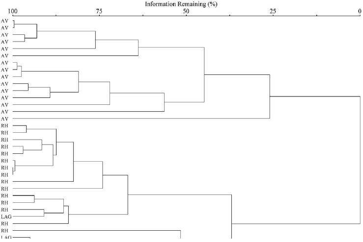 Cluster analysis for mangrove areas of
Guaratuba, State of Paran&aacute;, Southern Brazil. AV &ndash;  A. shaueriana ; RH&ndash; R. mangle ; LAG &ndash;  L. racemosa