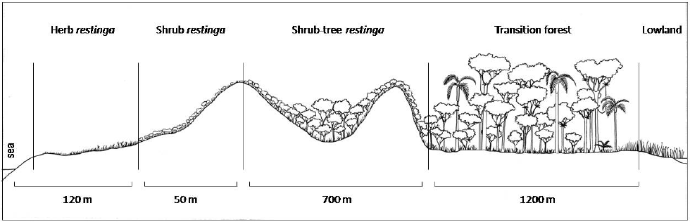 Restinga  vegetation from the Icarai State Park.
S&atilde;o Francisco do Sul county, SC, Brazil. 