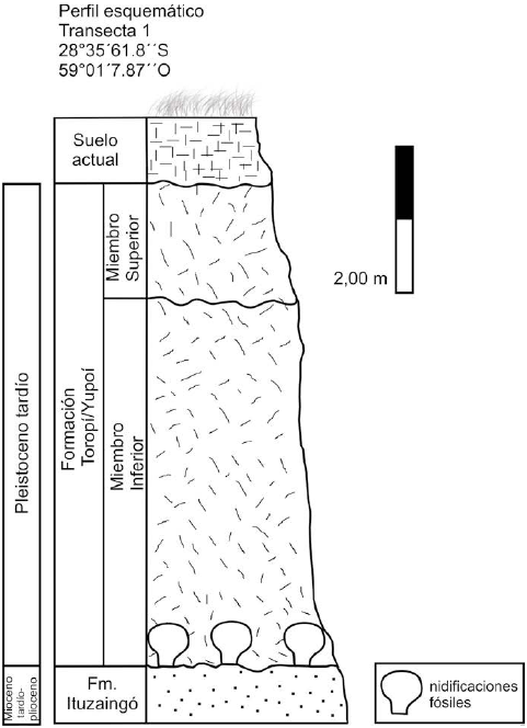 Perfil esquem&aacute;tico indicando
estratigraf&iacute;a, formaciones y edad del &aacute;rea de estudio, donde se detalla la
presencia de las nidificaciones f&oacute;siles. 