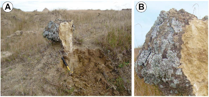 Detalle de muralla externa en
termitero f&oacute;sil. 