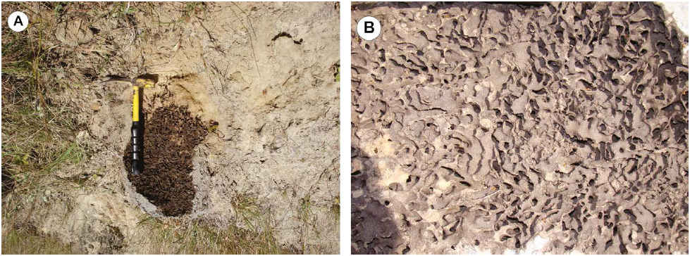 Detalle de celdas y galer&iacute;as en
termitero actual. 