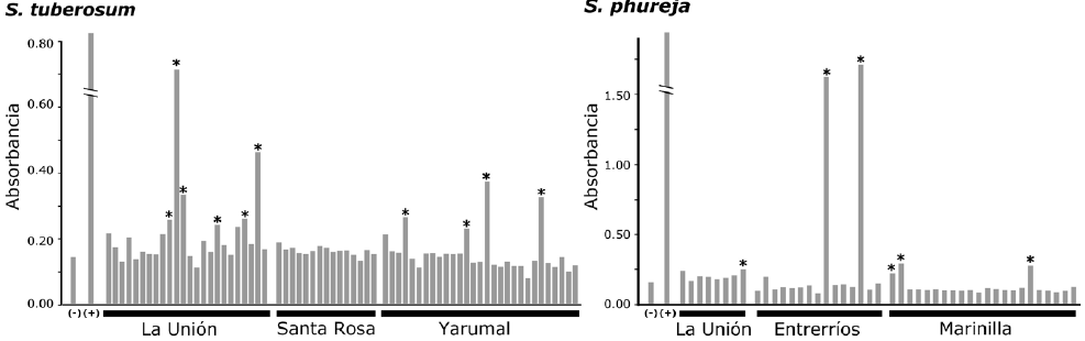 Resultados de las pruebas de DAS-ELISA
para la detecci&oacute;n del Potato virus X (PVX) en tejidos foliares de papa de
las variedades Diacol-Capiro y Criolla Colombia, de diferentes municipios del
Departamento de Antioquia