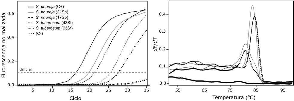 A Curvas de amplificaci&oacute;n por RT-qPCR
utilizando el sistema SYBR Green I y los primers PVX_101-2_FP y PVX_101-2 RP
para la detecci&oacute;n del Potato virus X (PVX) en tejidos foliares procedentes
de cultivos de papa de Antioquia. B Perfiles de las curvas de desnaturalizaci&oacute;n
de los amplicones espec&iacute;ficos de PVX obtenidos por IC-RT-qPCR