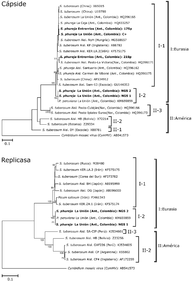 (A) &Aacute;rbol filogen&eacute;tico basado en
secuencias de la regiones que codifican para la c&aacute;pside y (B) la replicasa
viral de aislamientos del  Potato virus X  procedentes de cultivos de papa de Antioquia
y otros lugares del mundo