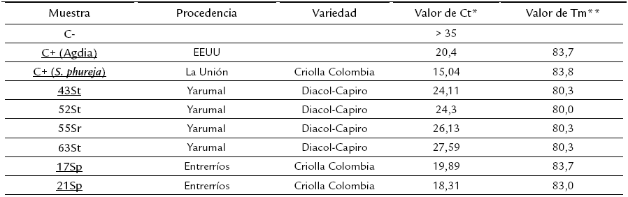Confirmaci&oacute;n por IC-RT-qPCR de la
presencia del  Potato
virus X  (PVX)
en tejidos foliares de papa de plantas procedentes de diferentes municipios de
Antioquia
