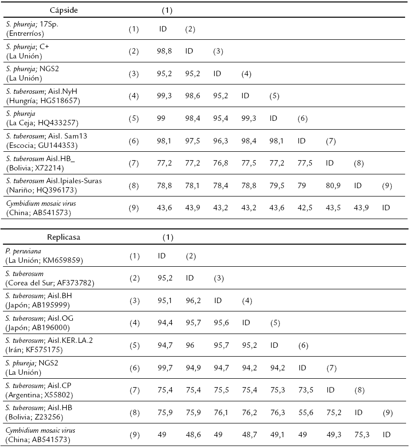 Matriz de identidad de secuencias
parciales de nucl&eacute;otidos del ORF5 (445 posiciones) que codifica para la
prote&iacute;na de la c&aacute;pside y del ORF 1 (4417 posiciones) que codifica para la
replicasa viral del  Potato virus X  (PVX).