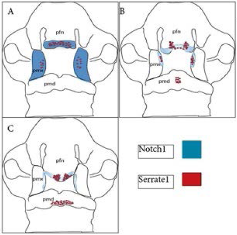 Esquema de los patrones de expresi&oacute;n
de los genes  Notch1 
y  Serrate1  durante el desarrollo del tercio medio
facial. (A) Estadio HH25, (B) HH27 y (C) HH29