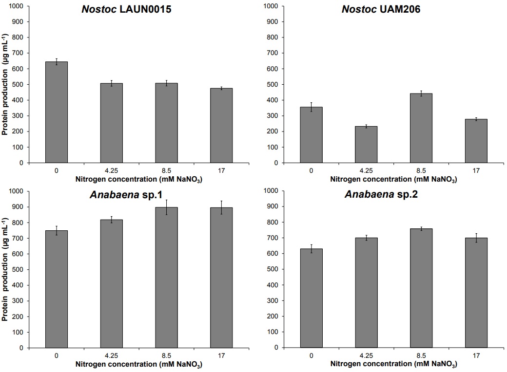 Protein production (&micro;g mL-1) from Nostoc and Anabaena strains cultured to different nitrogen concentration.