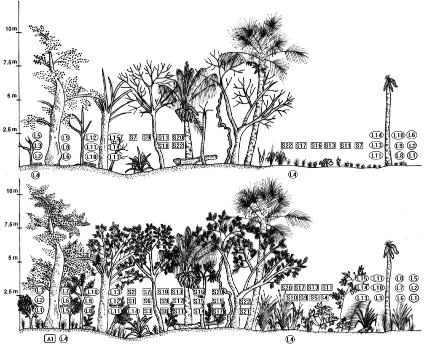 Ubicaci&oacute;n de las especies de reptiles observada a lo largo del perfil de vegetaci&oacute;n del bosque seco tropical del norte de la regi&oacute;n Caribe
de Colombia, departamento del Cesar en las &eacute;pocas climaticas evaluadas (arriba secas y abajo lluvias). Anfisbaenas (A), lagartos (L) y serpientes (S).
