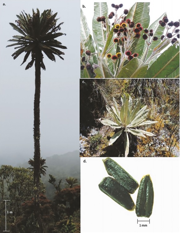 Espeletia uribei en el p&aacute;ramo del Parque Nacional Natural Chingaza (Cundinamarca, Colombia). a. adulto reproductivo; b.
inflorescencias; c. juvenil; d. semillas.