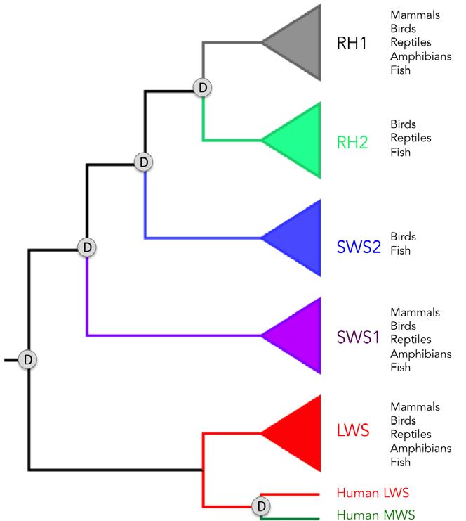 Relationships
between opsin spectral classes