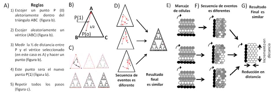 Posible
conexión entre dinámicas de sistemas complejos y epitelios en desarrollo