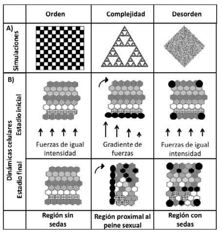 Orden,
fase de transición y caos