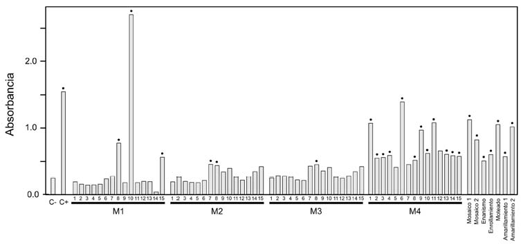 Pruebas de DAS-ELISA para la
detección del Potato virus V (PVV) en tejidos foliares de S. phureja de
cuatro lotes de cultivo en el Departamento de Antioquia (Colombia)