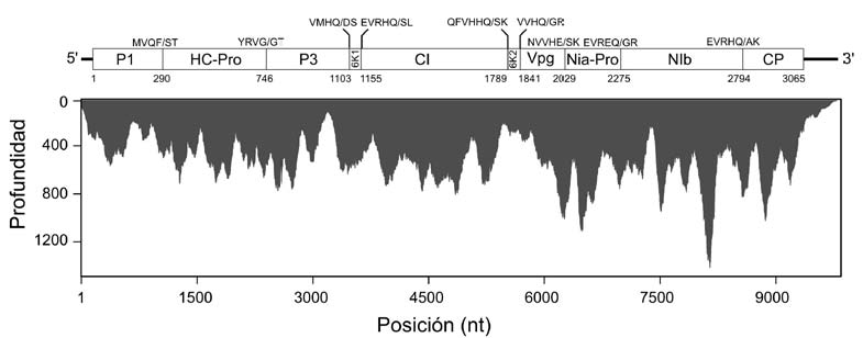 Profundidad de secuenciación
para 100000 reads del genoma de Potato virus V (PVV) procedente
de tejidos foliares de S. phureja procedentes del municipio de La Unión
(Antioquia)