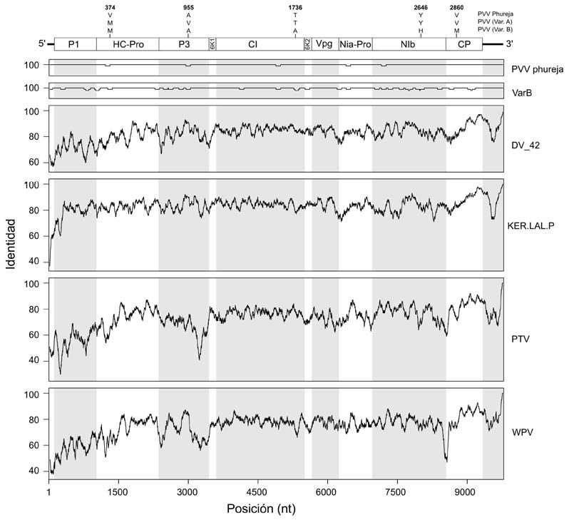 Niveles de identidad entre las
variantes PVV_VarA y PVV_VarB y otras cepas de PVV de diferentes países