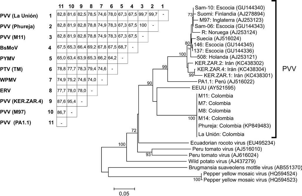 A) Matriz de identidad. B) Árbol filogenético basado en
secuencias de la cápside viral de aislamientos del Potato virus V (PVV)
procedentes de cultivos de S. phureja del Departamento de Antioquia
(Colombia) y de otros lugares del mundo