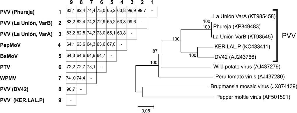 A) Matriz de identidad. B) Árbol filogenético basado en las
secuencias completas que codifican para la poliproteína de aislamientos del Potato
virus V (PVV) procedentes de cultivos de S. phureja del Departamento
de Antioquia (Colombia) y de otros países; además de secuencias de referencia
de diferentes potyvirus utilizados como grupos externos de análisis. Los números
sobre las ramas indican los valores de bootstrap >70 %