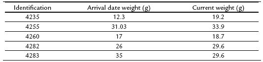 Arrival
and last weight of animals that increased the survival rate over six months
(n=5)