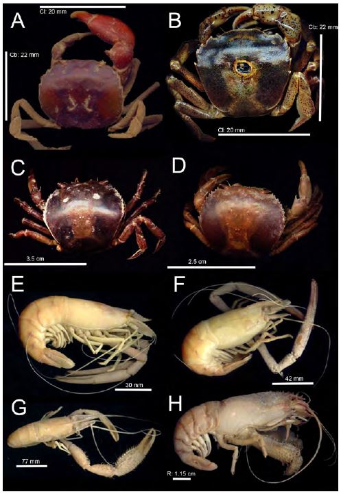 Crustáceos
decápodos registrados en la cuenca del río Sinú, departamento de Córdoba,
Colombia
