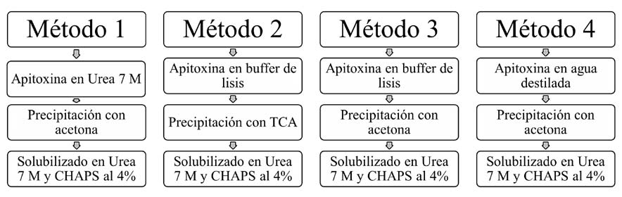 Resumen
de las cuatro metodolog&iacute;as contrastadas en esta investigaci&oacute;n, para la
extracci&oacute;n de prote&iacute;nas de la apitoxina