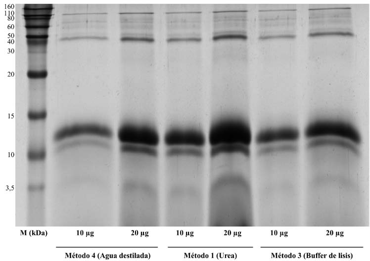 Separaci&oacute;n
mediante SDS-PAGE de las prote&iacute;nas extra&iacute;das por los diferentes m&eacute;todos. Por
cada m&eacute;todo (1, 3 y 4) se cargaron 10 y 20 μg de
prote&iacute;nas. El marcador de peso molecular (M) se observa a la izquierda del gel
