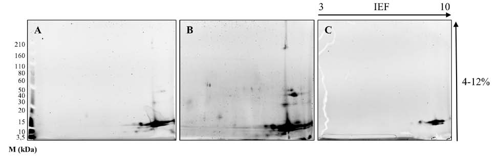Perfiles
prote&iacute;cos obtenidos mediante electroforesis
bidimensional