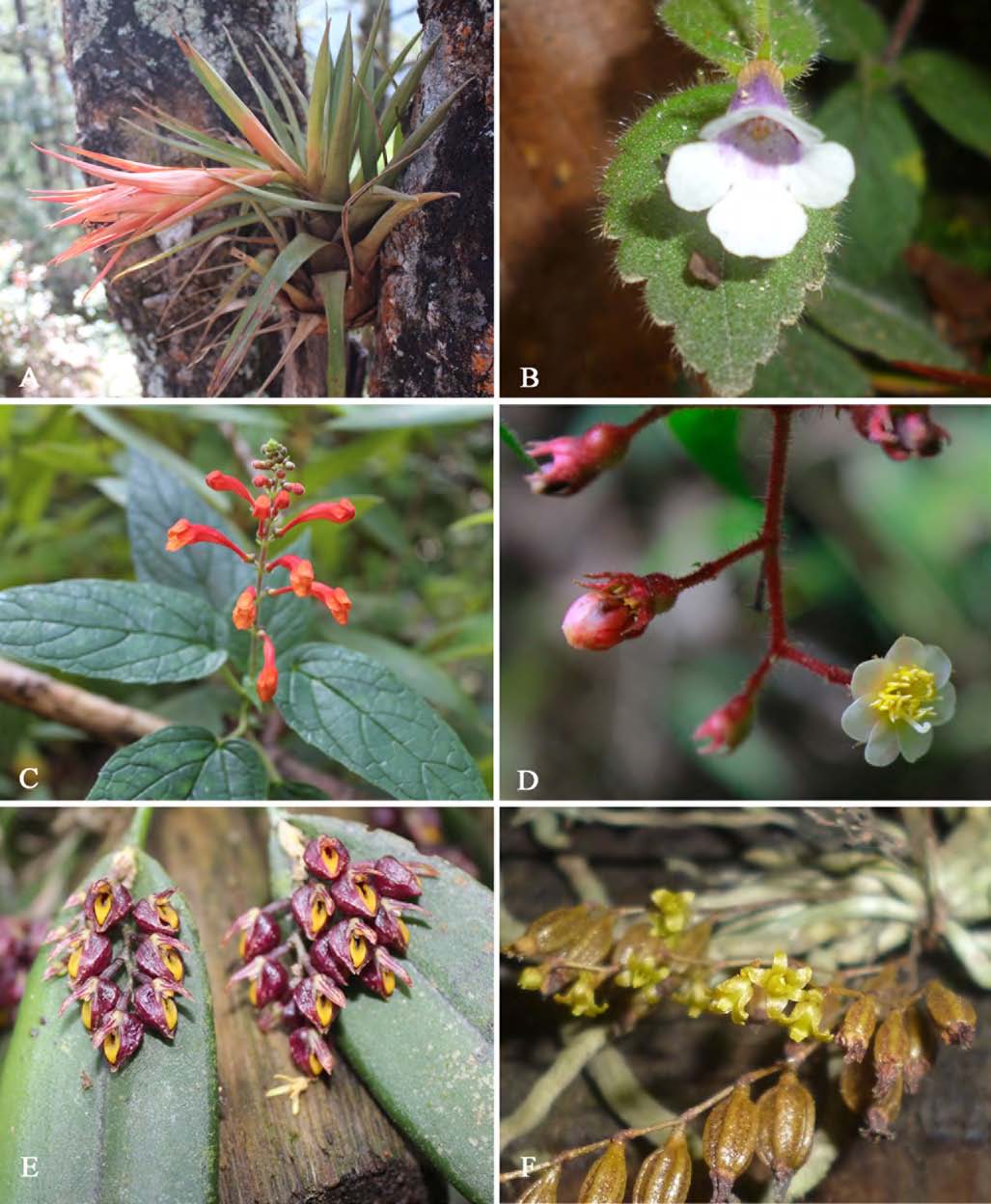 Nuevo
registros para la flora de Honduras