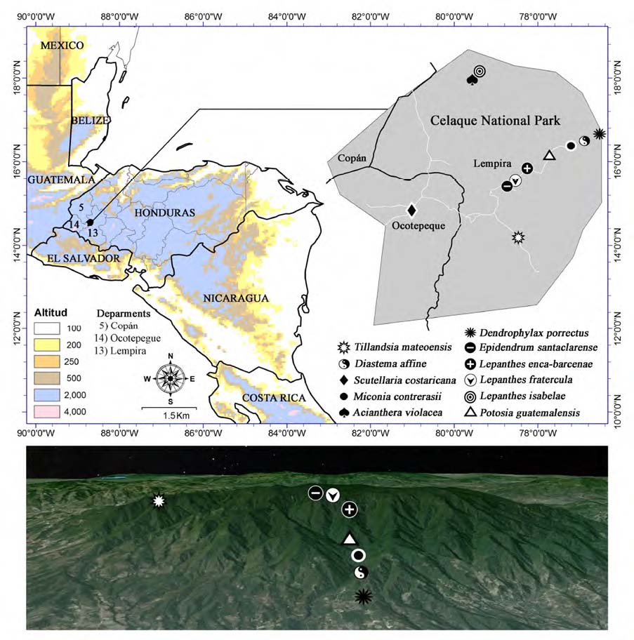 Ubicación
de los nuevos registros para la flora de Honduras y dentro del Parque Nacional
Montaña Celaque