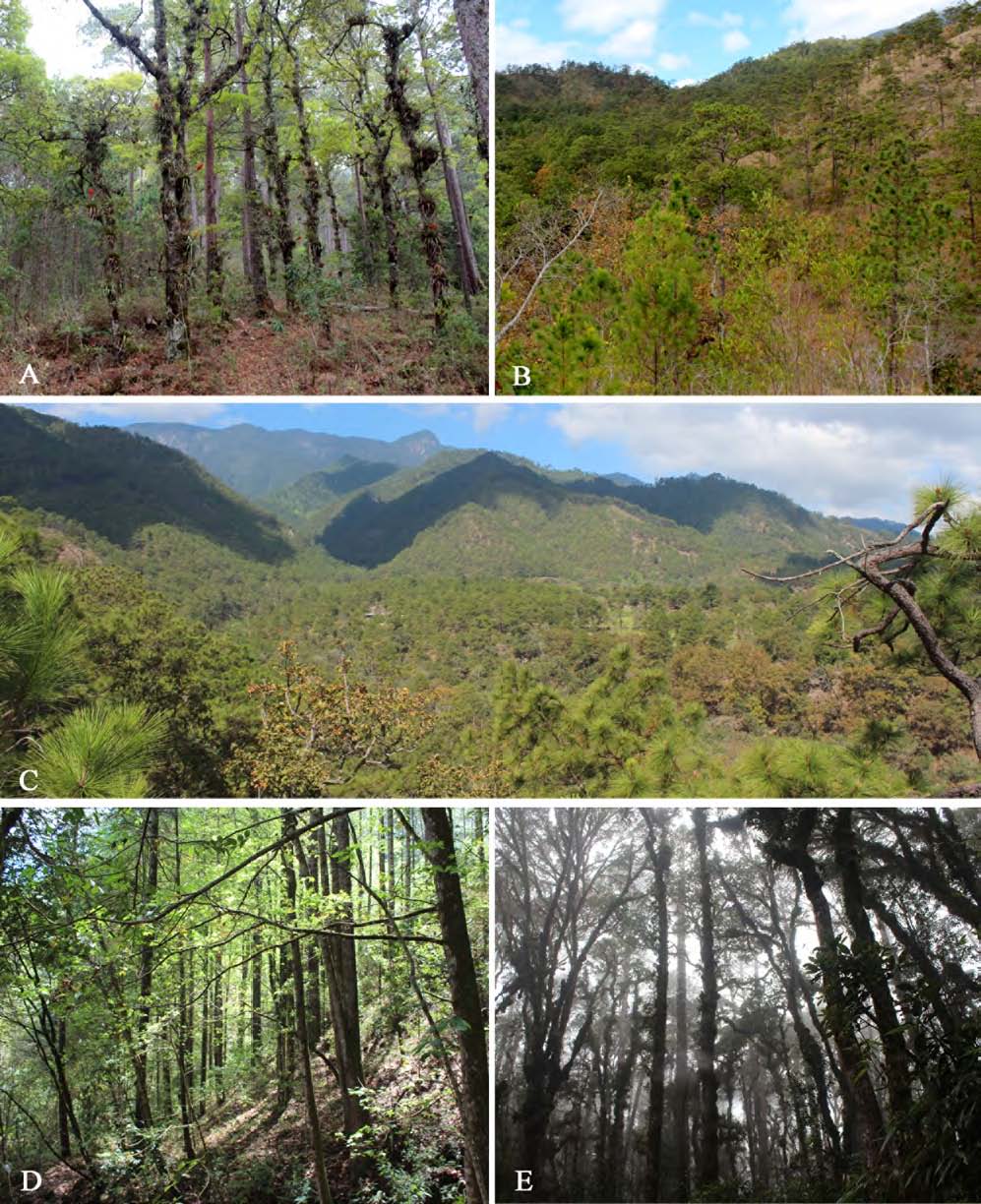 Hábitats
donde crecen los nuevos registros para la flora de Honduras y dentro del Parque
Nacional Montaña Celaque