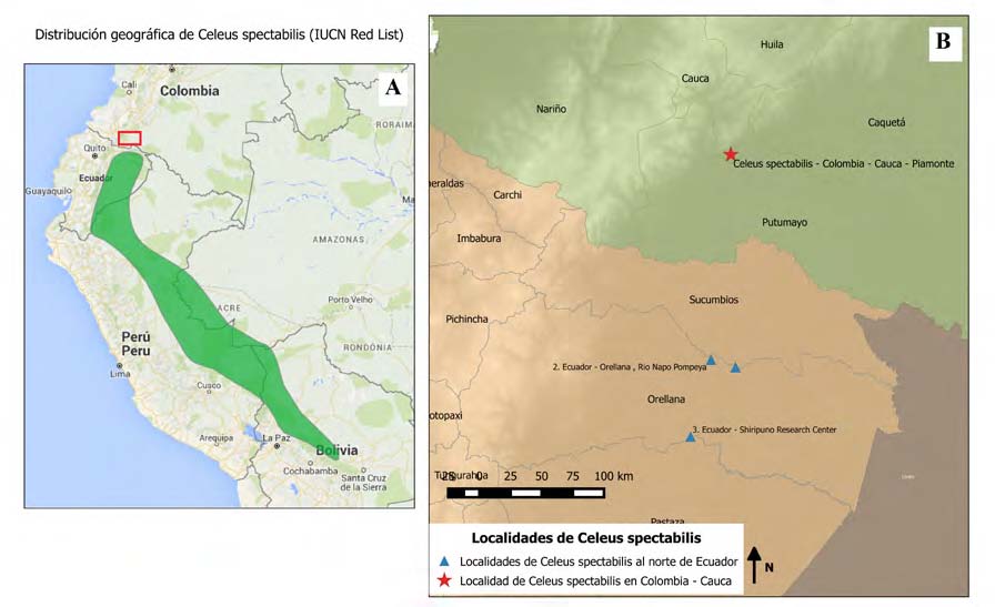 Mapa de
ocurrencia de Celeus spectabilis en el oeste de la Amazonía