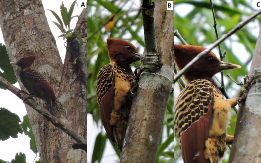 Serie de
registros fotográficos de Celeus spectabilis en los alrededores del corregimiento de Miraflor, municipio de Piamonte, Cauca, Colombia
