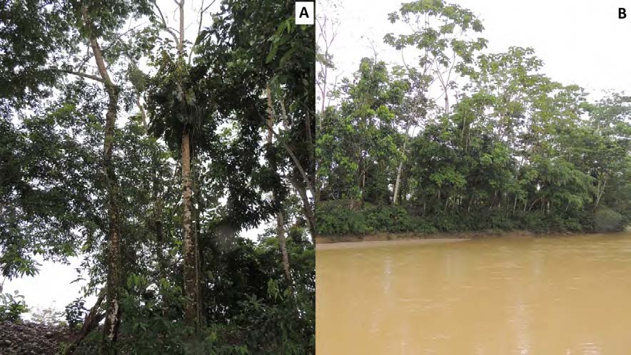 Fotografías
de la localidad de registró de Celeus spectabilis (alrededores del corregimiento de Miraflor, municipio de Piamonte, Cauca, Colombia)