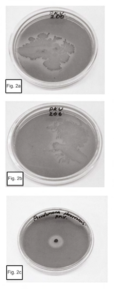 Strains that showed solubilization of phosphates: 2a. Bacillus subtilis GIBI 200 and 2b. Bacillus pumilus GIBI 206. 2c. Pseudomonas fluorescens GIBI 136 (positive control).