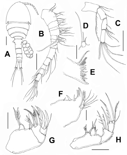 Neocyclops ferrarii from Rodadero Bay, northern Colombia. Adult female. A. Habitus. B. Antennule. C. Antenna. D. Mandibular palp. E. Mandible. F. Maxillule. G. Maxilla. H. Maxilliped. Scale bars: A, C, G = 50 µm; B, D-F, H = 20 µm.