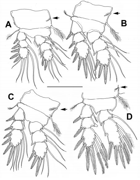 Neocyclops ferrarii from Rodadero Bay, northern Colombia Adult female. A. P1. B. P2. C.P3. D. P4. Scale bar: 50 µm.