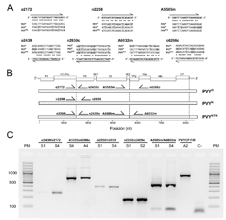 A) Secuencias de los cebadores utilizados para la identificación de tres cepas de PVY en este trabajo. B) Ubicación de los cebadores en el contexto del genoma de PVY. Las líneas punteadas corresponden a los puntos principales de recombinación identificados en este virus. C) Corrido electroforético de los amplicones obtenidos a partir de reacciones de RT-PCR de diferentes muestras de tejido foliar de papa sintomáticas (S) y asintomáticas (A), utilizando cebadores específicos para diferentes cepas de PVY. PM: Marcador de peso molecular de 100 pb. C-: Control negativo.