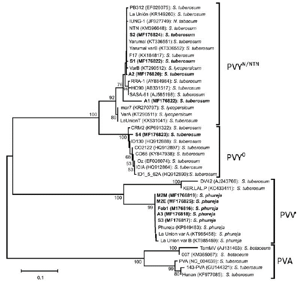 Arbol filogenético basado en secuencias parciales de la cápside viral de aislamientos de diferentes potyvirus que infectan cultivos de papa en el mundo. Los números sobre las ramas indican los valores de bootstrap. Las secuencias en negrita corresponden a las obtenidas en el presente estudio en el oriente de Antioquia (Colombia).