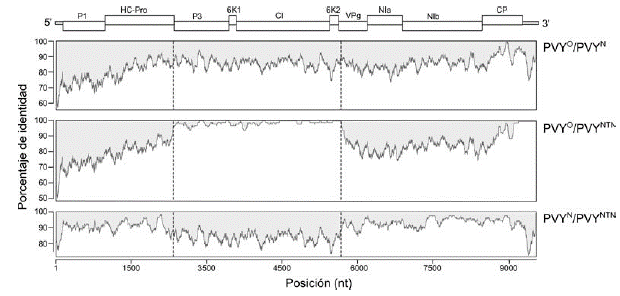 Niveles de identidad entre las secuencias de los genomas de tres cepas de PVY obtenidos en cultivos de papa en el oriente de Antioquia. Las líneas punteadas corresponden a los puntos principales de recombinación identificados en este virus. En la barra superior se presenta un diagrama del genoma de PVY, indicándose la posición de las regiones codificantes para sus diferentes proteínas.