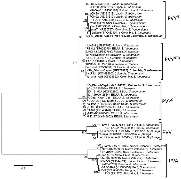 Arbol filogenético basado en secuencias del genoma completo de aislamientos de diferentes potyvirus que infectan cultivos de papa en el mundo. Los números sobre las ramas indican los valores de bootstrap. Las secuencias en negrita corresponden a las obtenidas mediante secuenciación de nueva generación (NGS) en el presente estudio en el oriente de Antioquia (Colombia).
