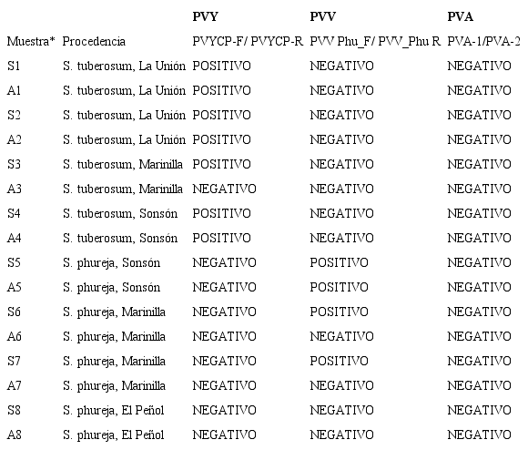 Resultados de amplificación por RT-PCR de regiones de la cápside viral de tres potyvirus, en muestras de ARN de tejido foliar de plantas de S. tuberosum y S. phureja procedentes del oriente de Antioquia (Colombia).