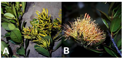 Espec&iacute;menes recolectados en este estudio. (A) Gaiadendron punctatum; (B) Tripodanthus belmirensis.