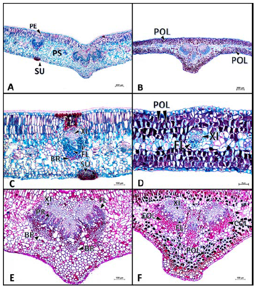 Secciones transversales de hojas de Gaiadendron punctatum y Tripodanthus belmirensis, ilustrando algunas de sus caracter&iacute;sticas anat&oacute;micas. (A) Parte media de la l&aacute;mina foliar de G. punctatum, Safranina O-Alcian Blue; (B) Parte media de la l&aacute;mina foliar de T. belmirensis. Safranina O-Alcian Blue; (C) Capas del mes&oacute;filo en G. punctatum. Safranina O-Alcian Blue; (D) Capas del mes&oacute;filo en T. belmirensis. Safranina O-Alcian Blue; (E) Nervadura principal con la coloraci&oacute;n de PAS de G. punctatum; (F) nervadura principal con la coloraci&oacute;n de PAS de T. belmirensis.POL= Idioblastos con acumulaci&oacute;n de polifenoles, PE= Par&eacute;nquima de empalizada, PS= Par&eacute;nquima esponjoso, XI= Xilema, FL= Floema, PR= Par&eacute;nquima radio-medular, BR= Braquiesclereidas, COL= Col&eacute;nquima, SUB= S&uacute;ber. Escala en micr&oacute;metros (μm): 1A-1B= 200, 1C= 100, 1D= 50, 1E-1F=100.