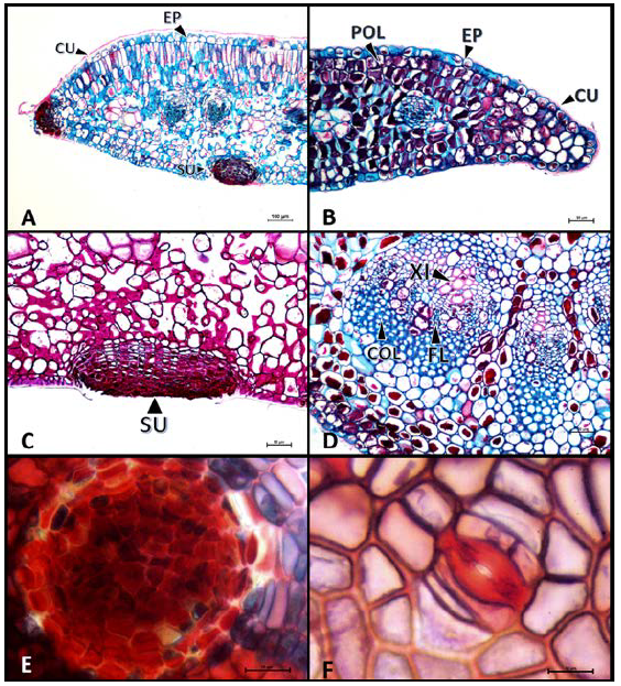Secciones transversales y longitudinales de hojas de Gaiadendron punctatum y Tripodanthus belmirensis. (A) Detalles de la epidermis en G. punctatum, Safranina O-Alcian Blue; (B) Detalles de la epidermis en T. belmirensis, Safranina O-Alcian Blue; (C) Acumulaci&oacute;n de s&uacute;ber con la coloraci&oacute;n de PAS en G. punctatum; (D) Haz vascular en T. belmirensis, Safranina O-Alcian Blue; (E) Corte transversal de acumulaci&oacute;n de s&uacute;ber en G. punctatum, Safranina O-Alcian Blue; (F) Estoma parac&iacute;tico en cara abaxial de T. belmirensis, Safranina O-Alcian Blue. EP= Epidermis, CU= Cut&iacute;cula, POL= Idioblastos con acumulaci&oacute;n de polifenoles, XI= Xilema, FL= Floema, COL= Col&eacute;nquima, SUB= S&uacute;ber. Escala en micr&oacute;metros (μm): 2A= 100, 2B-2F= 50.