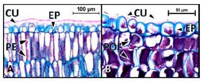 Detalle de la epidermis y cut&iacute;cula de la cara adaxial de la hoja de las especies estudiadas. (A) Gaiadendron punctatum; (B) Tripodanthus belmirensis.CU= Cut&iacute;cula, EP= Epidermis, PE= Par&eacute;nquima de empalizada, POL= Idioblastos con acumulaci&oacute;n de polifenoles. Escala en micr&oacute;metros (μη): 4A= 100, 4B= 50.